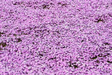 Obraz premium 紫色＆ピンクの芝桜