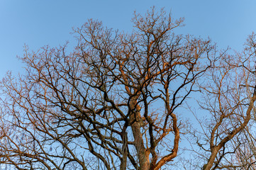 Forest in spring  during sunrise, close up texture details of branches and leaves