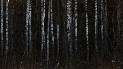 Dark moody forest with closeup trees