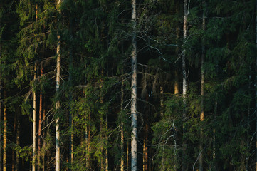 Dark moody forest with closeup trees