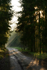 Sun rays breaking true thick baltic forest during morning in spring.