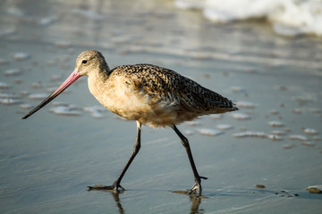 Sandpiper bird on the shore close up 