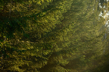 Forest in spring  during sunrise, close up texture details of branches and leaves