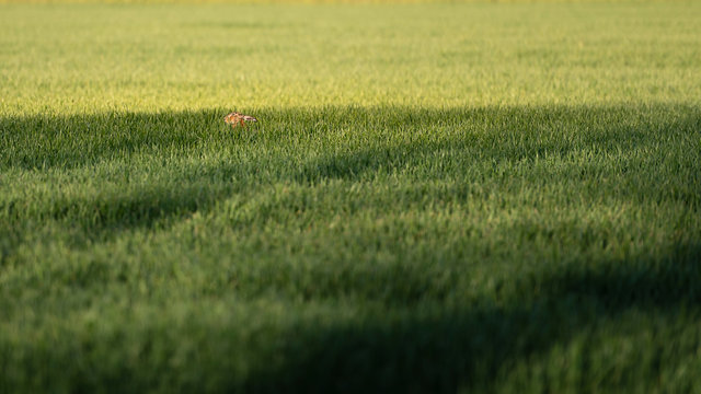 Wild Rabbit In Green Agriculture Field During Sunrise