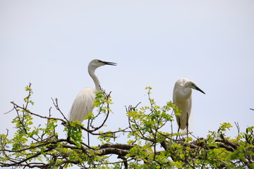 한쌍의 중대백로가 보이는 아름다운 풍경