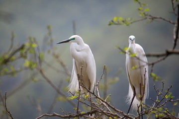 한쌍의 중대백로가 보이는 아름다운 풍경