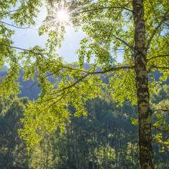 Fototapeta premium The sun shines through the branches of trees, young foliage of birch, spring view 
