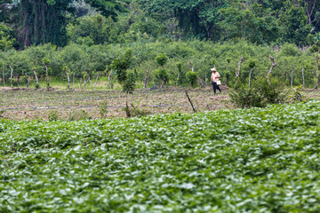 dramatic image of agricultural farms and fields high in the caribbean mountains of the dominican...