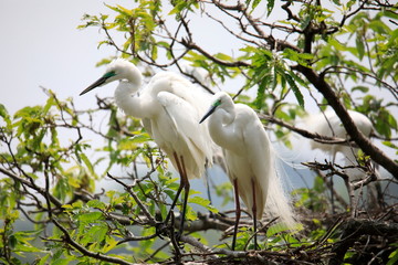 한쌍의 중대백로가 보이는 아름다운 풍경