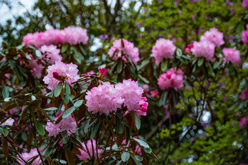 朝地のシャクナゲ