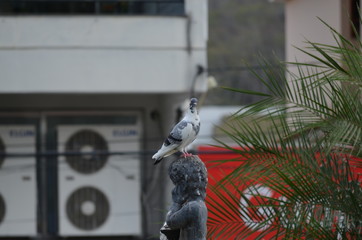 O pombo e a estátua