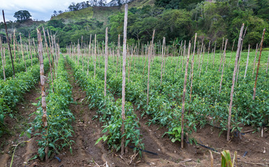 Fototapeta na wymiar dramatic image of agricultural farms and fields high in the caribbean mountains of the dominican republic.