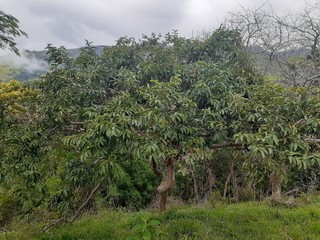 Árboles