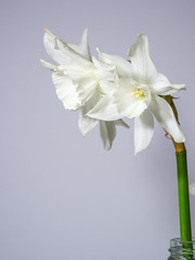 white daffodils on gray background