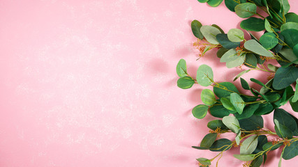 Eucalyptus gum leaves on textured pink background with negative copy space. Modern stylish flat...
