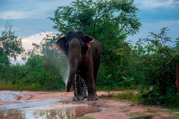 Obraz premium elephant in the forest