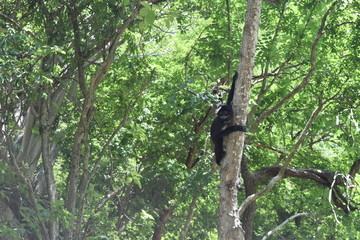 Mono abrazando árbol
