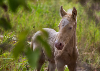 dramatic image of a horse in the countryside of the caribbean mountains of the dominican republic
