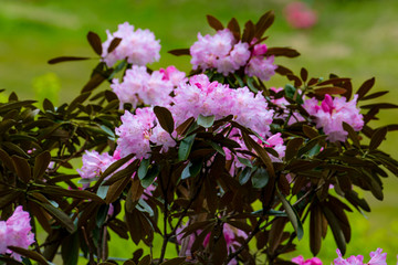 朝地のシャクナゲ