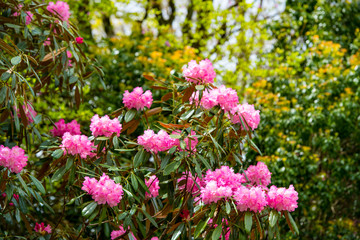 朝地のシャクナゲ