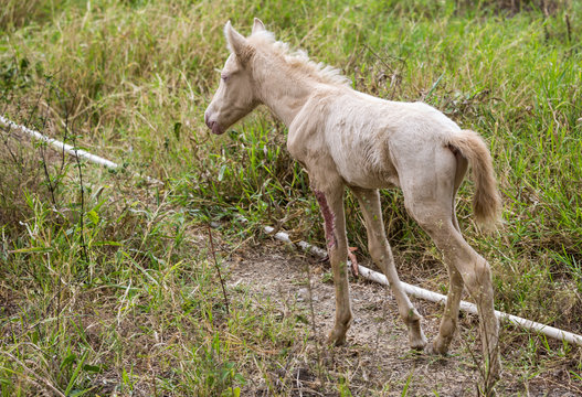dramatic image of a injured baby horse in the countryside mountains of the dominican republic.