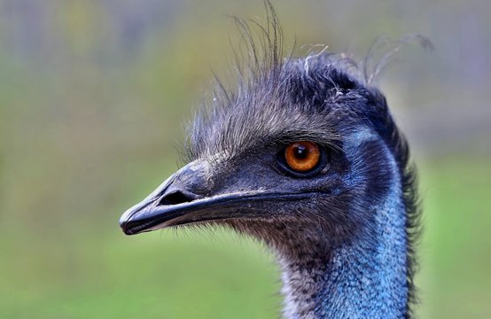 
The emu is the second-largest living bird by height, after its ratite relative, the ostrich. It is endemic to Australia where it is the largest native bird.

