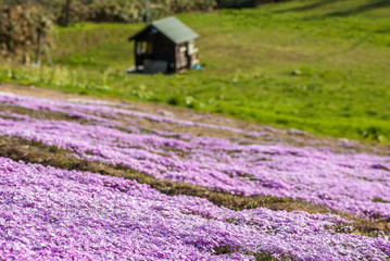 Fototapeta na wymiar 山の斜面に咲く満開のピンクの芝桜と小屋