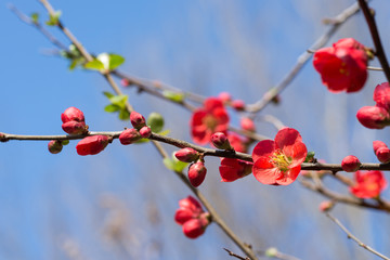 青空の下の朱色のボケの花