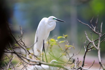 중대백로가 보이는 아름다운 풍경