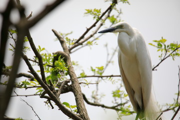 중대백로가 보이는 아름다운 풍경