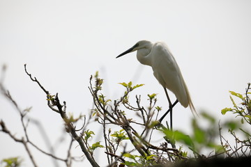 중대백로가 보이는 아름다운 풍경