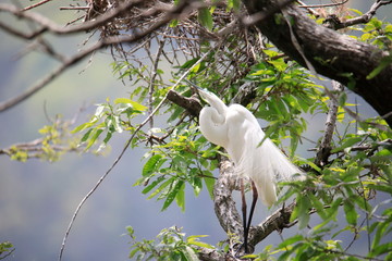 중대백로가 보이는 아름다운 풍경