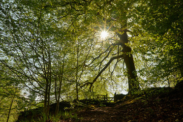 Obraz premium high peak pathway natural scene