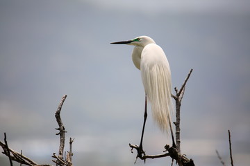 중대백로가 보이는 아름다운 풍경