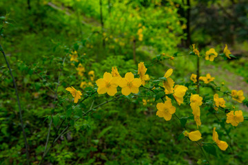 朝地のヤマブキ