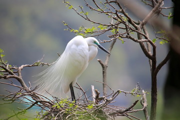 중대백로가 보이는 아름다운 풍경