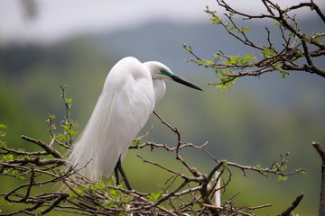 중대백로가 보이는 아름다운 풍경