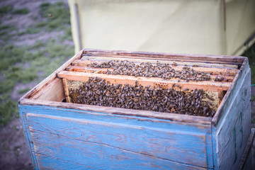 Frames of beehive. Close up view of opened hive body showing frames populated by honey bees....