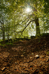 high peak pathway natural scene