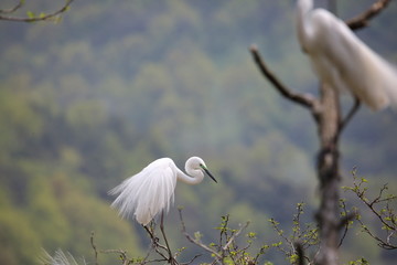 중대백로가 보이는 아름다운 풍경