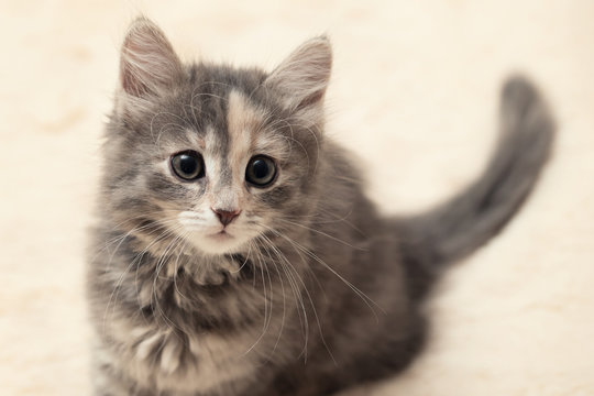 Cute gray kitten sitting on a fluffy cream fur blanket