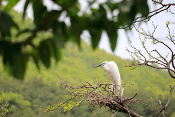 중대백로가 보이는 아름다운 풍경