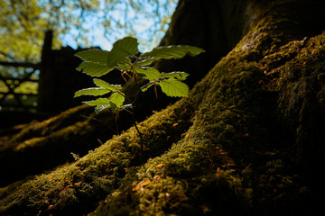 oak tree sapling growing 