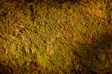 tree moss bark texture background