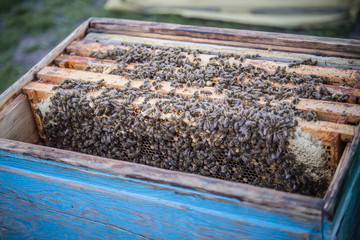 Frames of beehive. Close up view of opened hive body showing frames populated by honey bees....