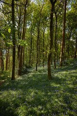 Bluebell woodland wild meadow spring time scene high peak