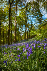wild bluebell closeup beauty scene  