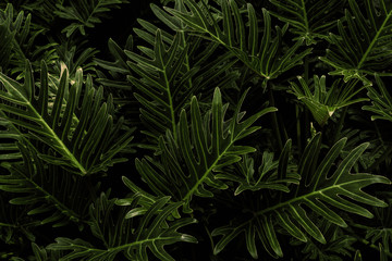 Fototapeta na wymiar Tropical leaves,(Fern leaves) green foliage in jungle, nature background
