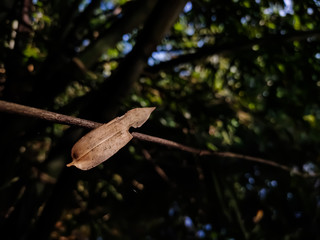 A dry lighted bamboo leaf is stuck on a trees branch, and this photo has amazing background blur and selective focus on the background.