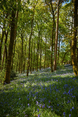 Bluebell woodland wild meadow spring time scene high peak